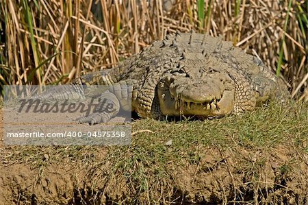 A 60 years old crocodile resting on the river bank in Australia