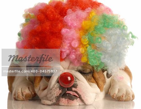 english bulldog with colorful clown wig and red nose isolated on white background