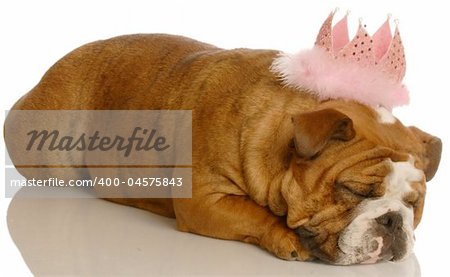 adorable english bulldog with pink tiara isolated on white background