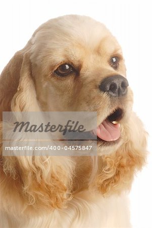 american cocker spaniel isolated on white background - six months old