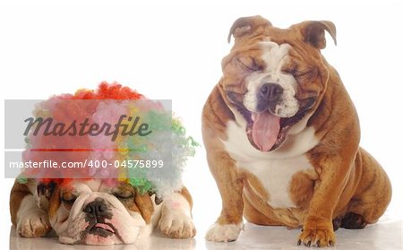 english bulldog laughing at another bulldog wearing silly clown wig