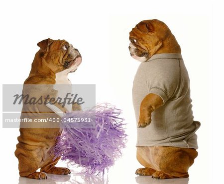 english bulldog dressed up as a cheerleader with pompoms getting checked out by another dog dressed up in a sweatsuit
