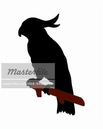 The black silhouette of a cockatoo on white