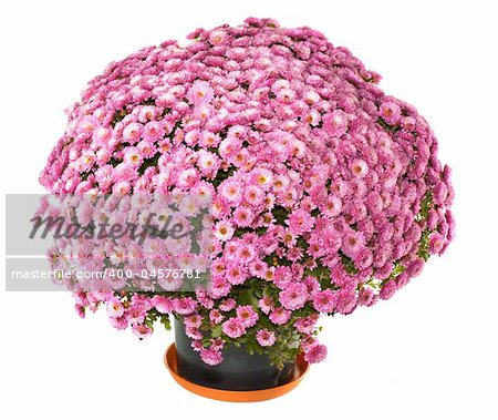 A pot of beautiful pink autumn chrysanthemums isolated on white background