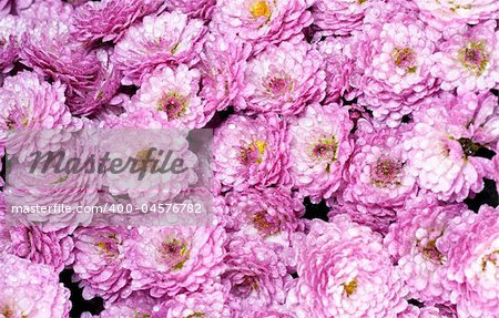 Beautiful magenta chrysanthemum flower autumn vivid background (with dew)