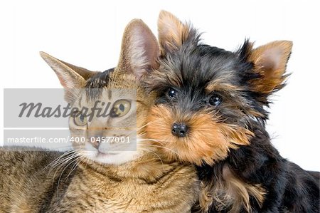 The terrier and cat in studio