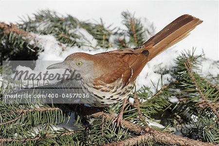 Brown Thrasher (Toxostoma rufum) in winter on a spruce branch covered with snow