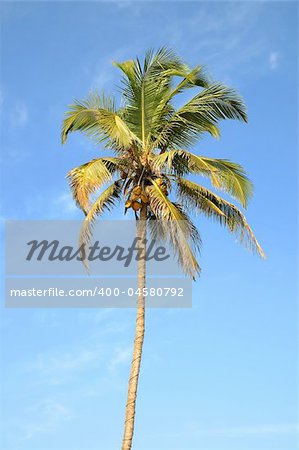Single standing green palm tree over blue sky background