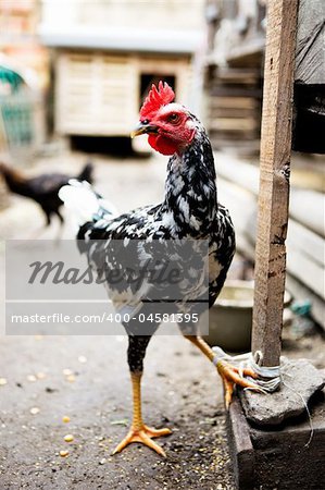 A white and black chicken tied to a stake in an Indonesia market