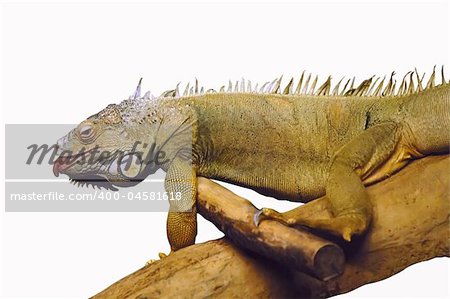 close-up on a Chameleon isolated on whitebackground