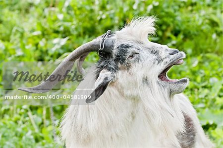 domestic goat with open mouth at meadow