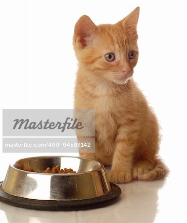 orange tabby kitten sitting beside the food bowl - seven weeks old