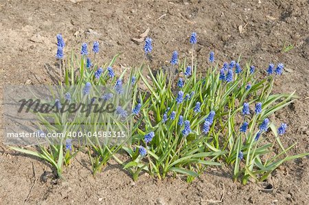 Patch of grape hyacinths (Muscari armeniacum) on dry sand