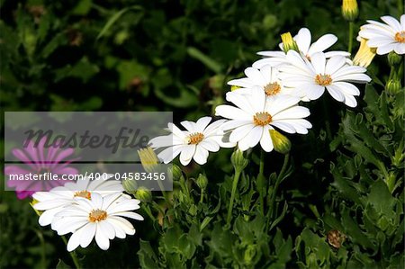 White flowers in grass field with green background