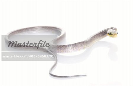 Silver phase Red-tailed Rat Snake against a white background.