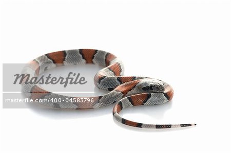 Gray Banded Snake against a white background.