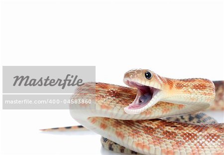Cape Gopher Snake (Pituophis catenifer vertibralis) mouth open in attack position.