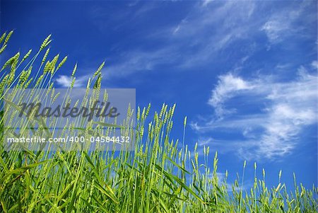 Early summer corn with a blue sky background