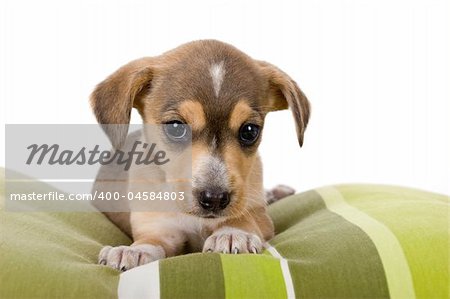Portrait of a adorable puppy isolated on white