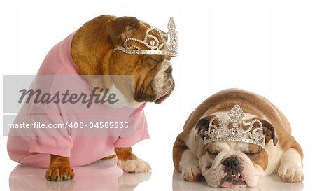 two english bulldogs wearing tiara isolated on white background