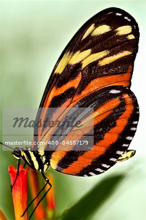 Large tiger butterfly sitting on a flower