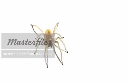 Closeup of a spider isolated on white