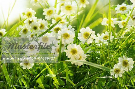 Closeup of daisies in field with hot summer sun