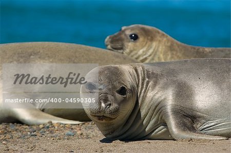 Elephant seal in the coast of Peninsula Valdes, Patagonia, Argentina.