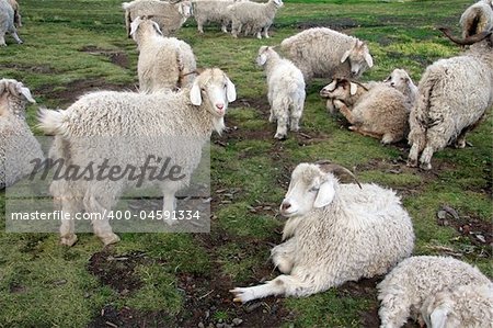 A herd of sheeps at the ranch in Patagonia