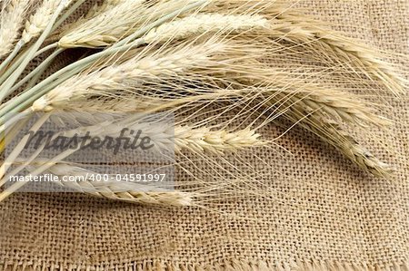 Bundle of the gold wheat ears on sack