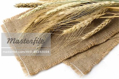 Bundle of wheat ears isolated on cereal background