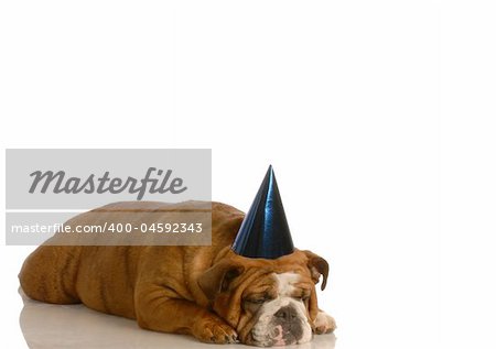 english bulldog wearing blue party with sad expression all alone