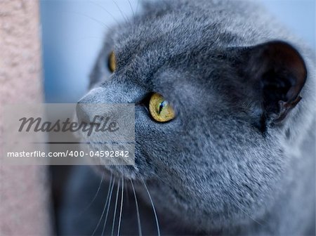 Curios Chartreux cat