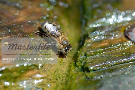 Macro Shot of a bee