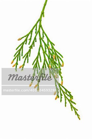 Closeup of Cedar Branch Isolated on White