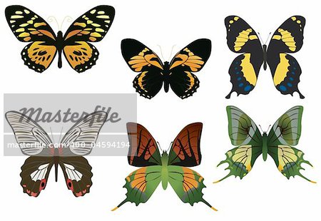 six multicolored butterflies on a white background