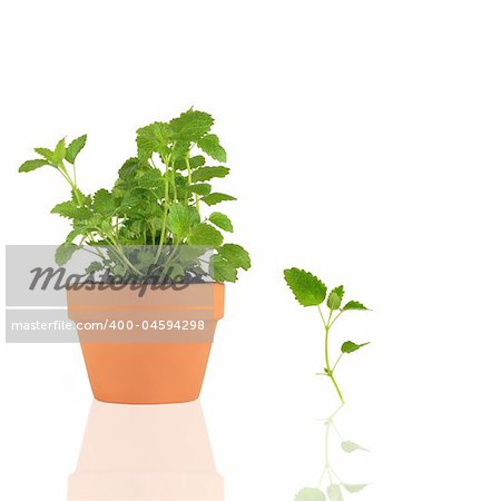 Lemon balm herb growing in a terracotta pot with leaf sprig, over white background with reflection.