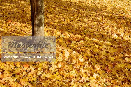 fallen maple leaves and tree trunk