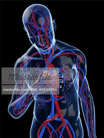 3d rendered illustration of a transparent male body with vascular system and cardiac pain