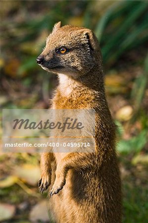 Yellow mongoose standing and watching its territory