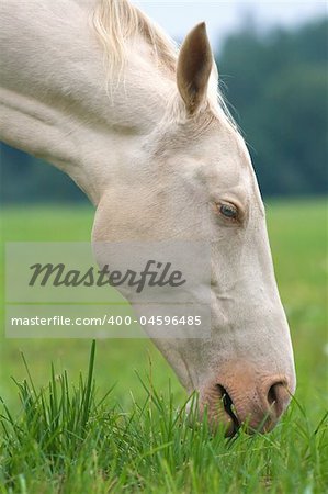 Head and neck of a white horse eating grass