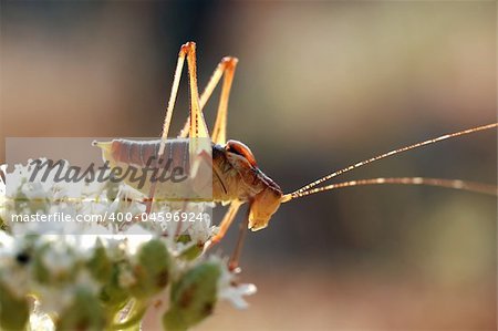 grasshopper on a white flower