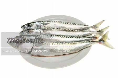 Four fresh mackerel fish on a plate against white