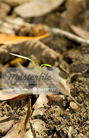 Tiny Sprout Emerges from Leaf Litter in the Woods