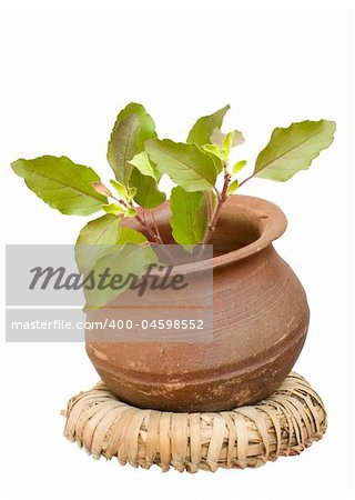 holy basil/tulasi in a clay pot on a wicker ring isolated with clipping path