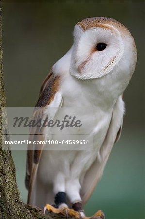 Barn Owl perched on a branch