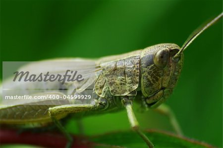 Little grasshopper in close view with DOF