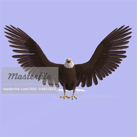 huge eagle with feathers With Clipping Path