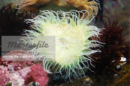 White sea anemone attached to a  rock under water.