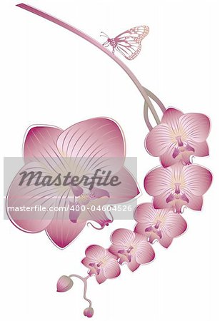 Orchid flowers with butterfly, vector